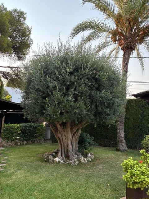 Jardín de Villa Serenita